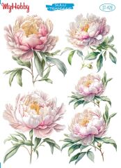 My Hobby Sulu Transfer 25*35 cm STB-428