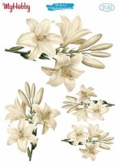 My Hobby Sulu Transfer 25*35 cm STB-257