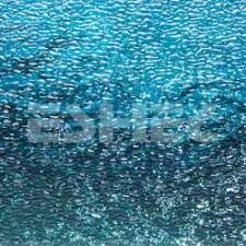 Eshel Maket Irmak Su Efekti 12x15